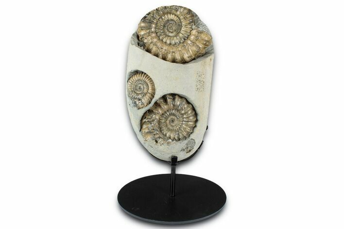 Ammonite (Oistoceras) Fossil Cluster In Concretion - England #350695